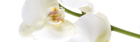 weiße Orchidee